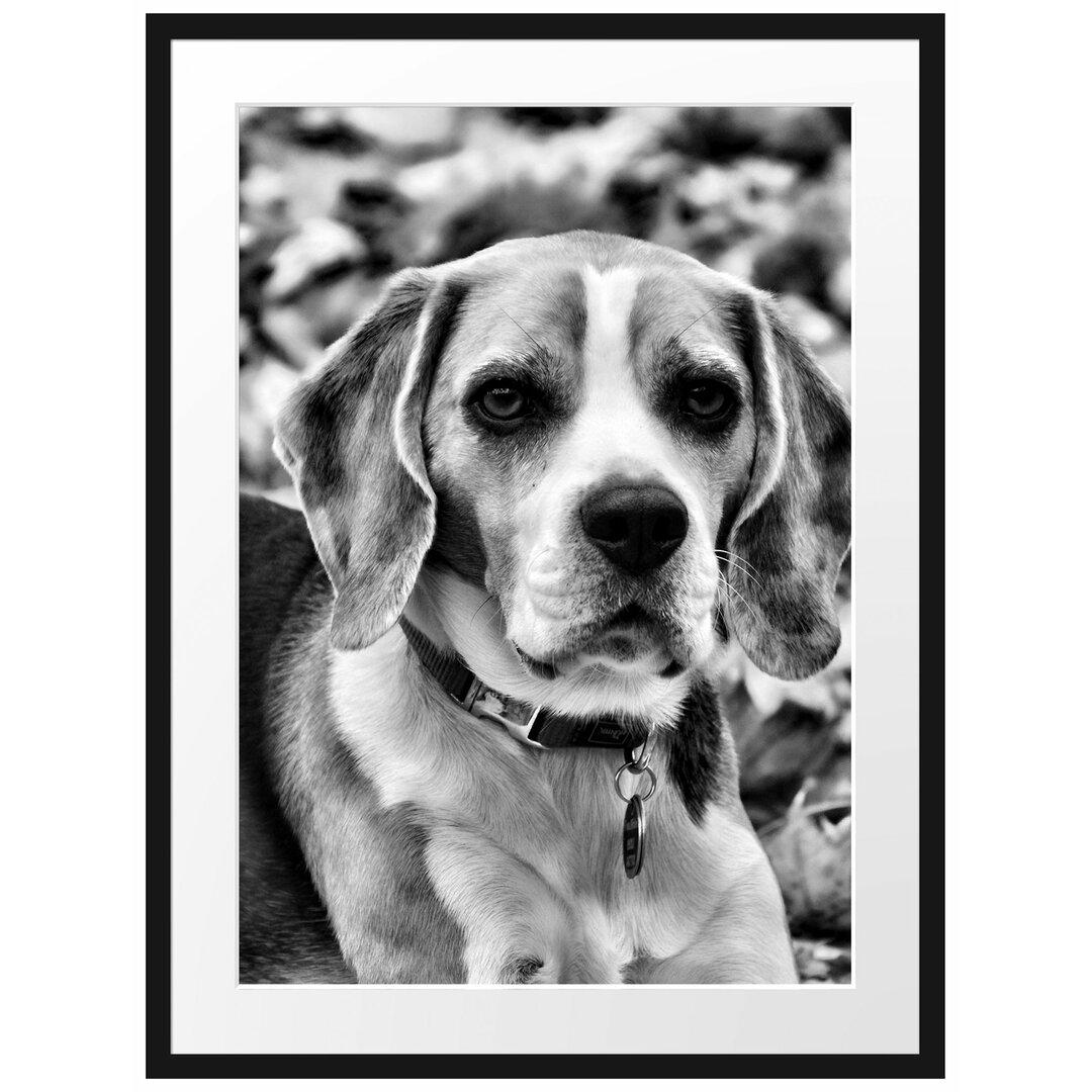 Gerahmtes Poster Kleiner Beagle im Laub