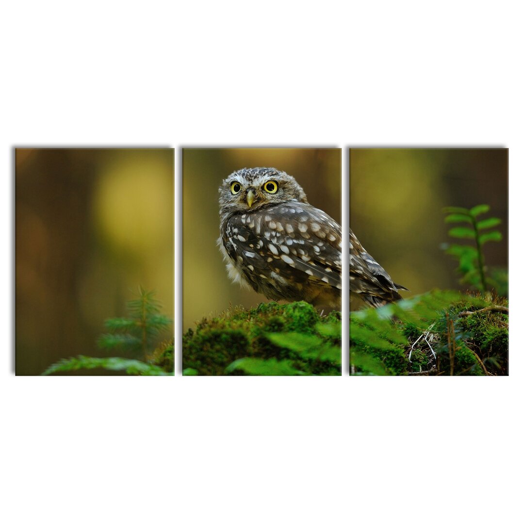 3-tlg. Leinwandbilder-Set Cute Baby Owl