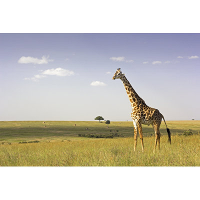 Girafe dans la savane par Wldavies