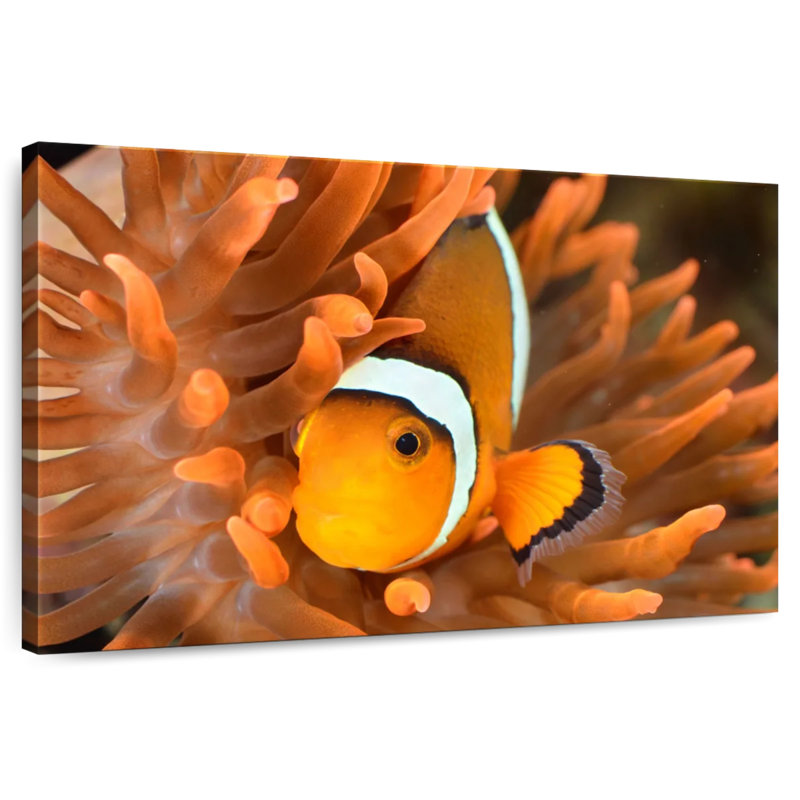Brampt Orange Clownfish, 30" H x 45" W