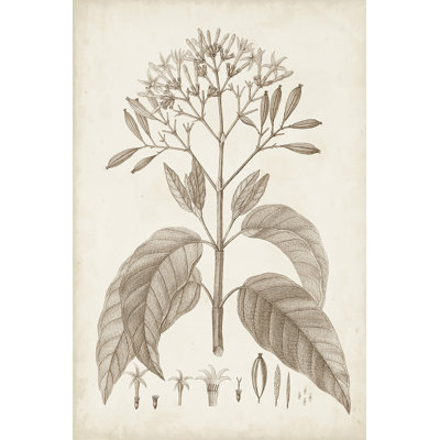 Botanique antique sépia III
