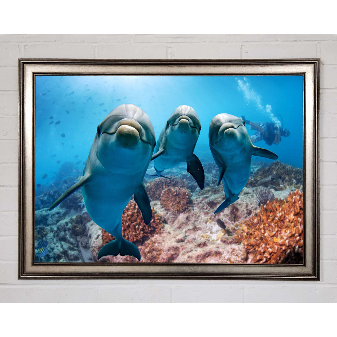 Gerahmtes Bild Inquisitive Dolphin Trio