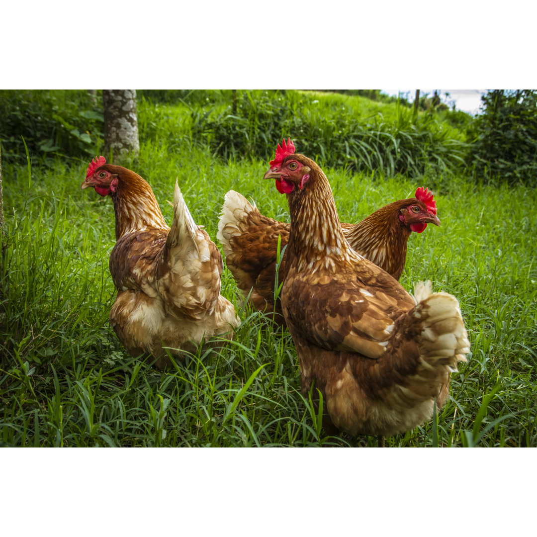 Leinwandbild Free Range Chickens Under the Tree von Whitepointer