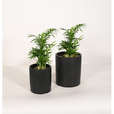 Upshining Live Palm Plant in Ceramic Pot