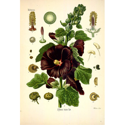 Botanique 102