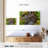Mossy Kauri Tree-1696759302
