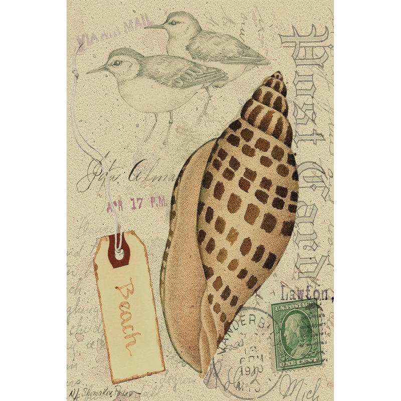 Postcard Shells I by Nancy Shumaker Pallan - Wrapped Canvas Art Prints, 46cm H x 30cm W x 3.8cm D