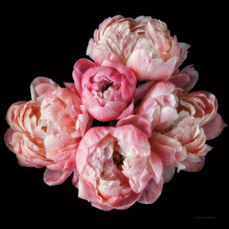 " Coral Peonies III " by Debra Van Swearingen, 12" H x 12" W
