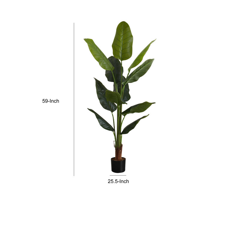 Mcdaniel Strelitzia plante