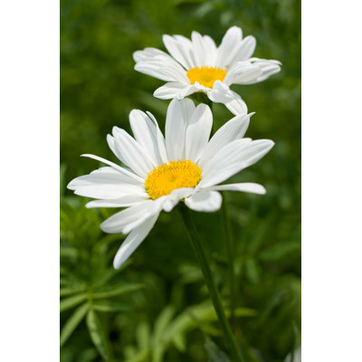 " Beautiful Daisy "