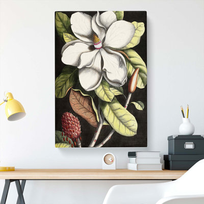 A Laurel Magnolia Tree by Mark Catesby - Wrapped Canvas