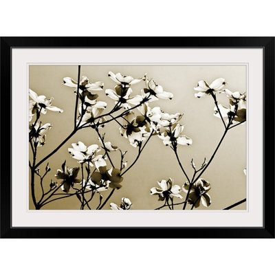'Dogwood III by Alan Hausenflock Photographic Print