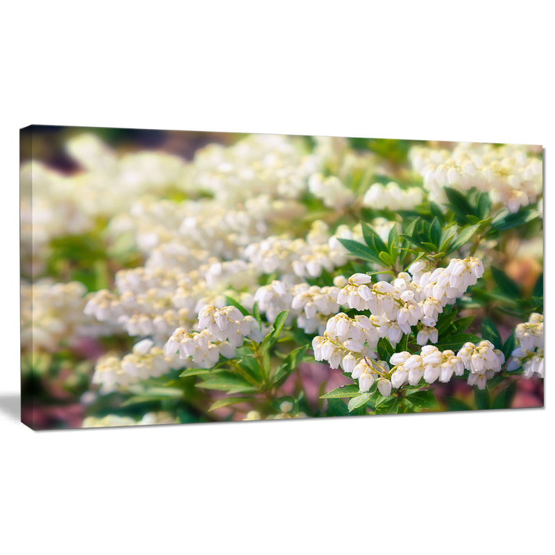 « belle fleuring white floral », reproduction de photo sur toile tendue, H 16 po x l 32 po