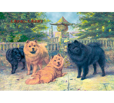 Four Champion Chow-Chows - Unframed Graphic Art