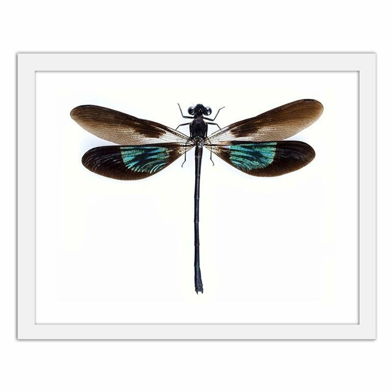 Gerahmtes Poster Dragonfly