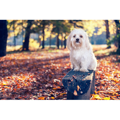Maltese Dog by Kajakiki