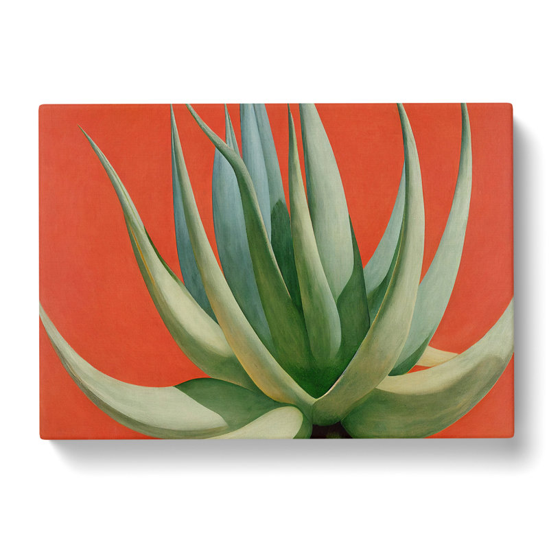 Compelling Aloe Vera Plant - Wrapped Canvas, 50cm H x 76cm W x 3cm D