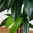 120'' Faux Dracaena Tree in Pot Liner