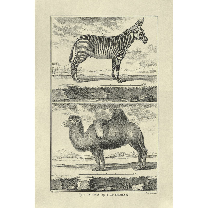 Zebra And Camel - Wrapped Canvas Print, 122cm H x 81cm W x 3.8cm D