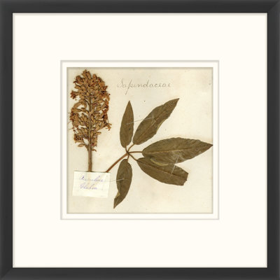 Napa Valley 1872 Herbarium Napa Valley 1872 Herbarium XVII - Single Picture Frame Print