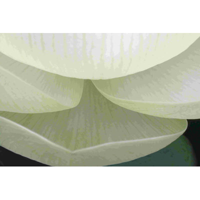 Détail de lotus V