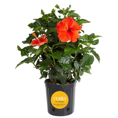 Costa Farms Indoor Hibiscus Bush Grower's Choice Color House Plant in 10-inch Nursery Pot
