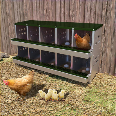 Boîte de nidification en métal pour poules pondeuses, boîtes de poules enroulables à fixation murale antirouille pour poules, étanches, ventilées avec perchoir, 10 compartiments