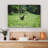 Kangaroos on Meadow-566252477