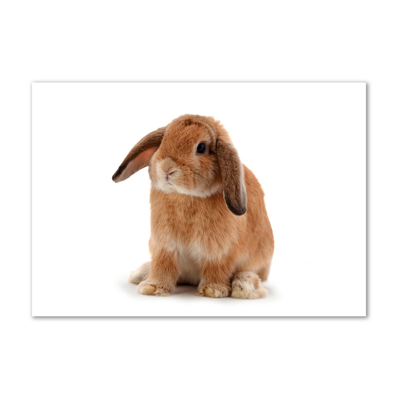 Red-Haired Rabbit - Wrapped Canvas Print