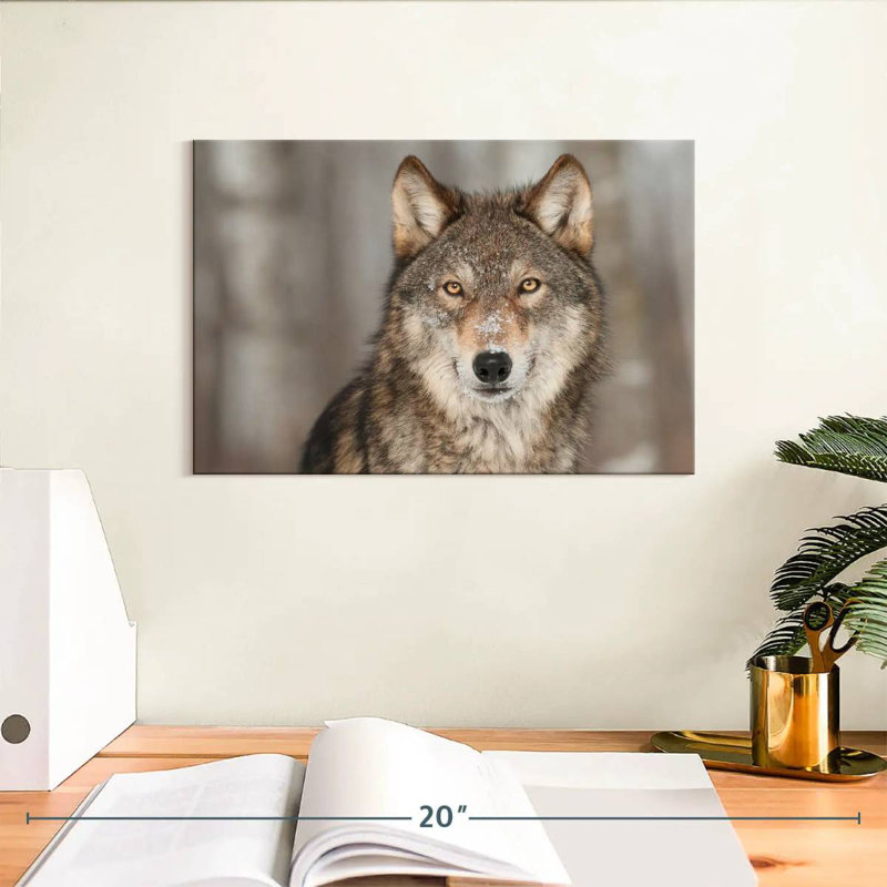 Brampt Gray Wolf Stare, 8" H x 12" W
