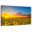 Alvord Sunflower Field Twilight-107684729