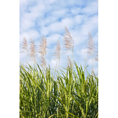 " Closeup Of Sugarcane Field "