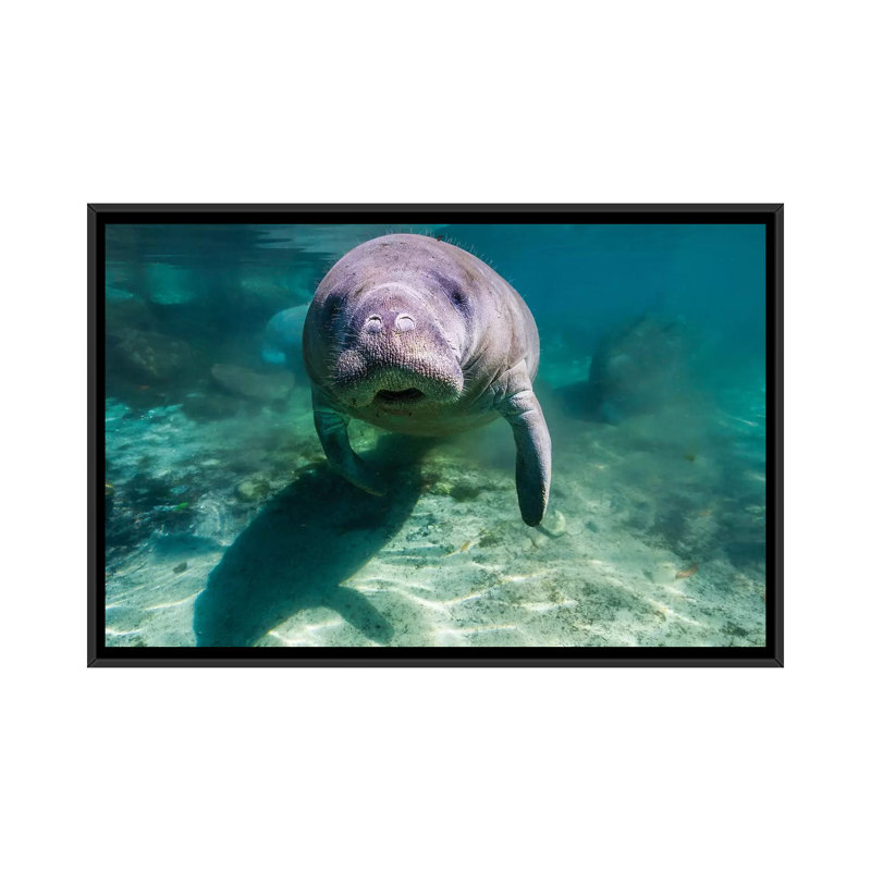 «Manatee in Crystal River Florida», reproduction de photo sur toile, H 32 po x l 48 po x P 1,5 po, Toile avec cadre noir