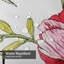Art floral avec anémone abstraite et florale-860725268