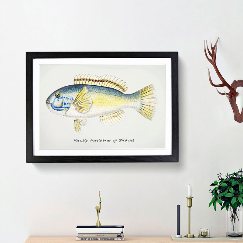 An Illustration Of A Wrasse Fish by F.E. Clarke - Single Picture Frame Painting, 24cm H x 33cm W x 2cm D, Black Framed
