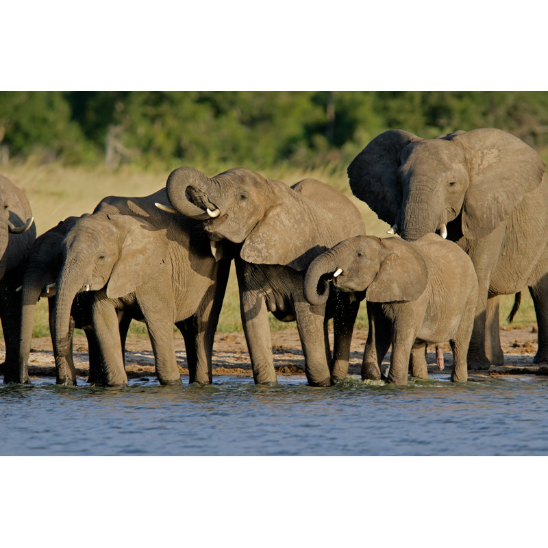 African Elephants (Loxodonta Africana) by Ecopic - Wrapped Canvas Print, 30.48cm H x 45.72cm W
