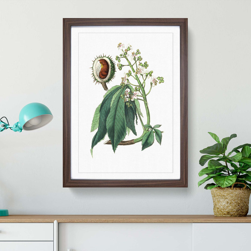 European Horse-chestnut Tree Illustration - Picture Frame Painting Print, 48cm H x 36cm W x 2cm D, Walnut Framed