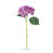 Garden Fuchsia
