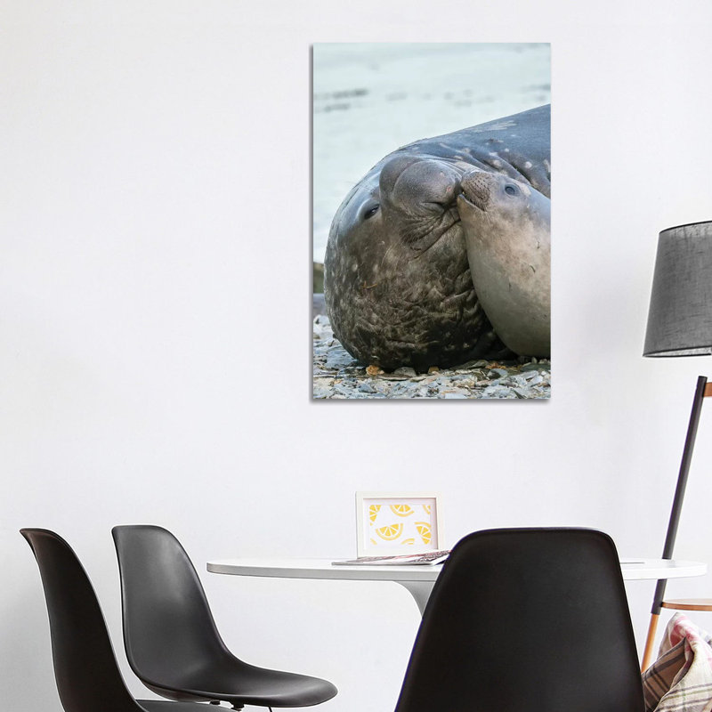 Southern Elephant Seal Bull And Female On Beach by Martin Zwick - Wrapped Canvas Print, 101.6 cm H x 66.04 cm W x 1.91 cm D