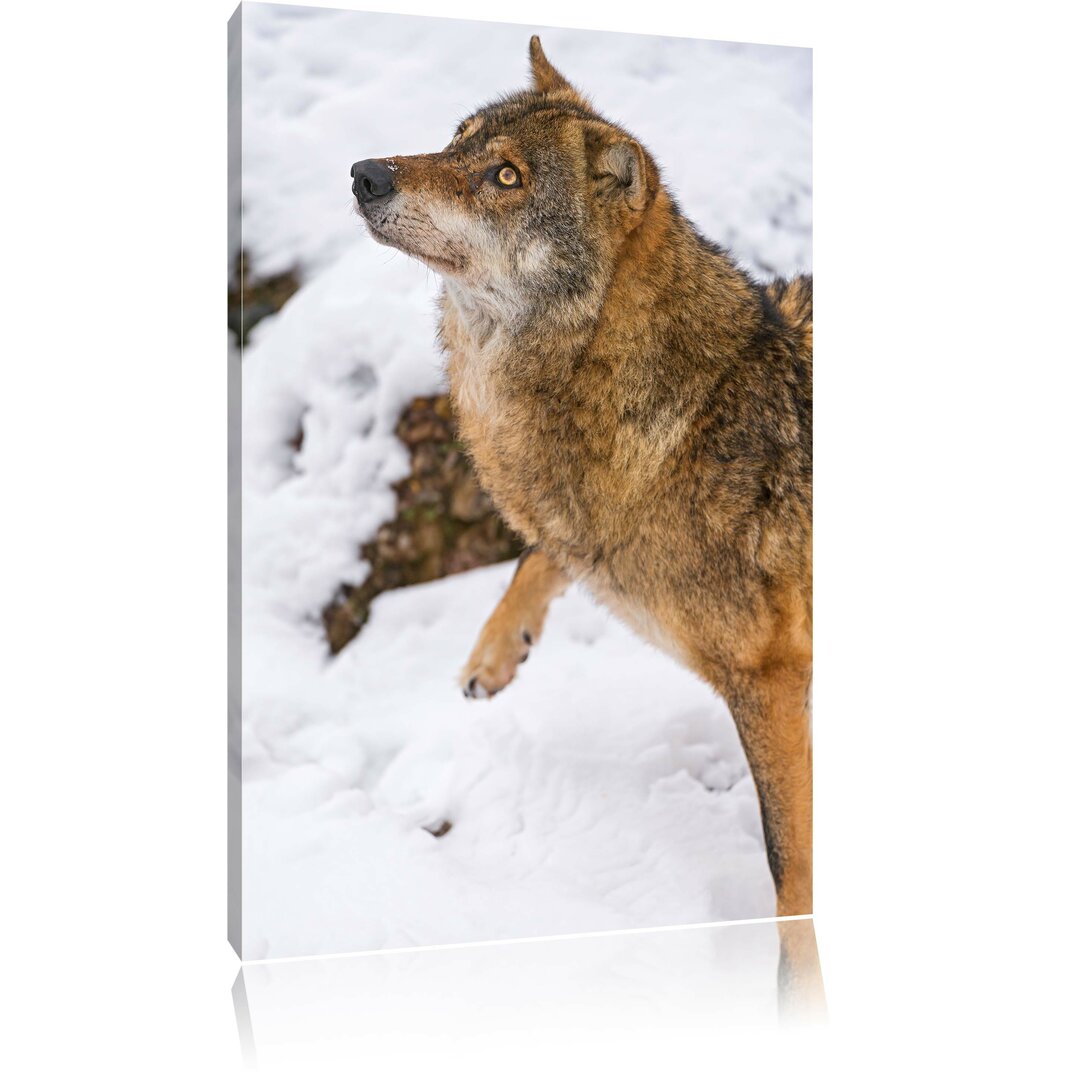 Leinwandbild Schöner Wolf im Schnee