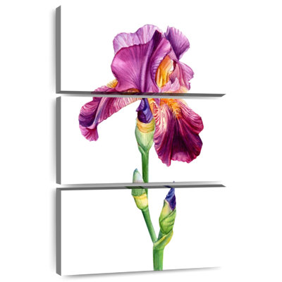 Lovely Iris Flower