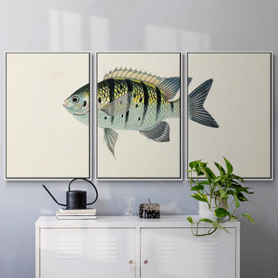 Collection de poissons tropicaux VI 3 pièces