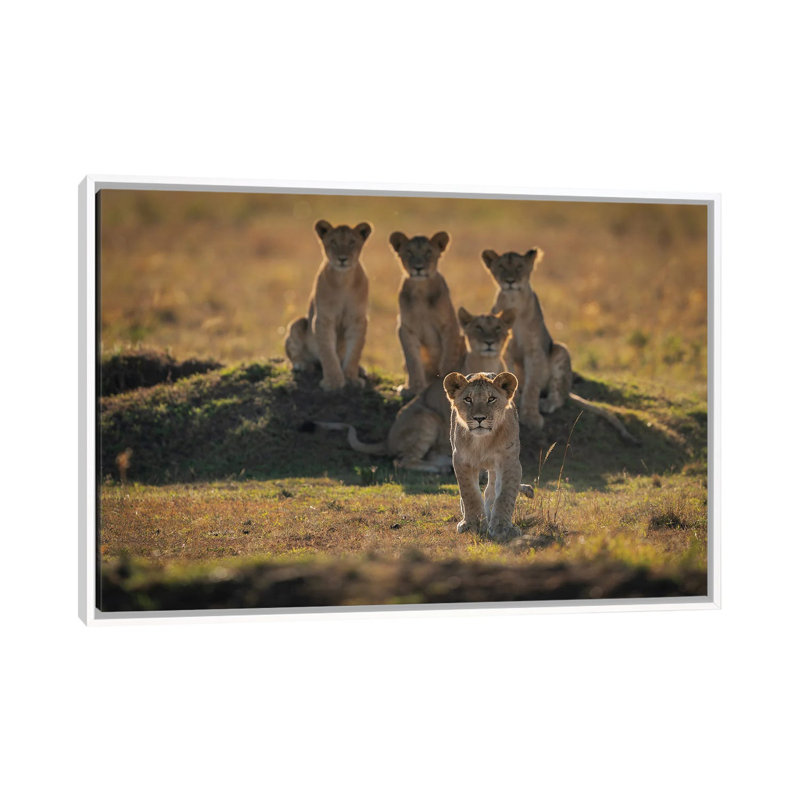 Lonely Cubs 1 Piece Floater Frame Wall Art on Canvas