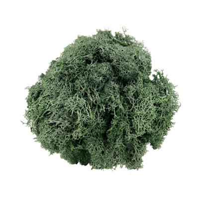 Renne préservée vert mousse