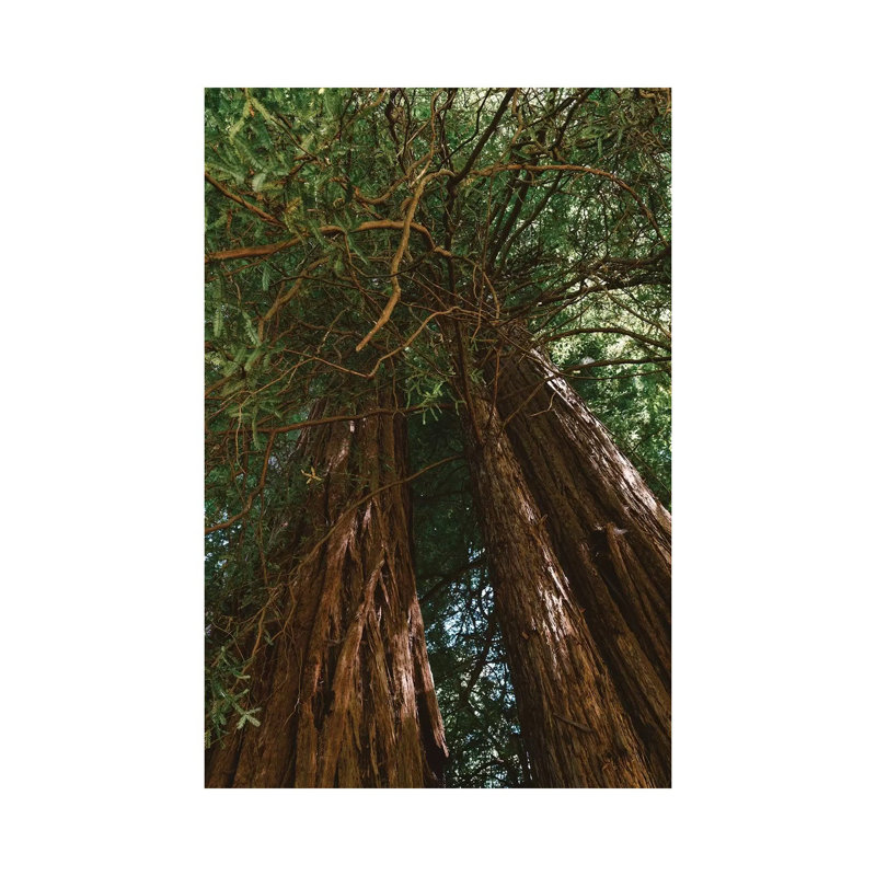 Redwood Forest VIII 1 Piece Wall Art on Canvas, 30.48cm H x 20.32cm W x 1.91cm D, Wrapped Canvas