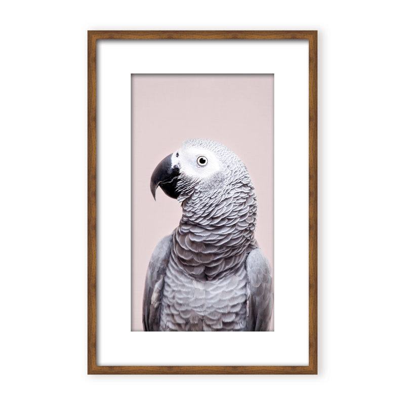 Nature Inspired African Gray by  - Picture Frame Photograph on Paper, 36" H x 24" W x 1.125" D, Framed Matted Print, Black