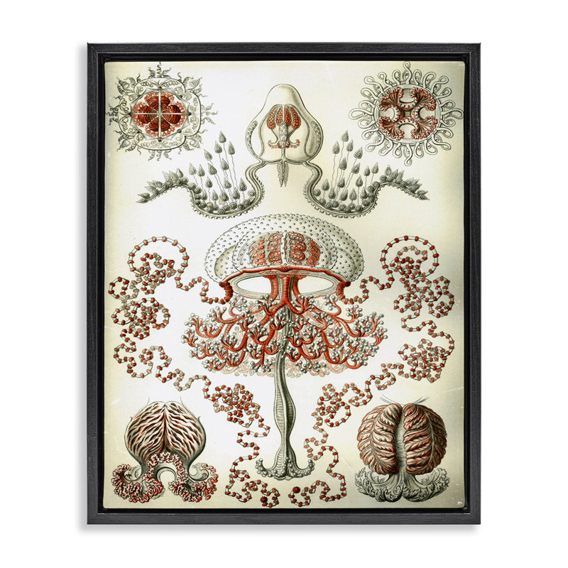  Classic Haeckel Diagram Framed Floater Canvas Wall Art by Graffi*tee Studios, 31" H x 25" W, Jet Black Floater Frame