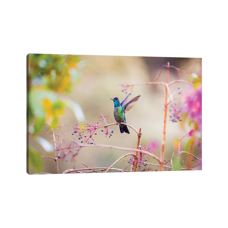 Central America, Costa Rica. Male Talamanca Hummingbird. by Jaynes Gallery - Wrapped Canvas Gallery-Wrapped Canvas Giclée