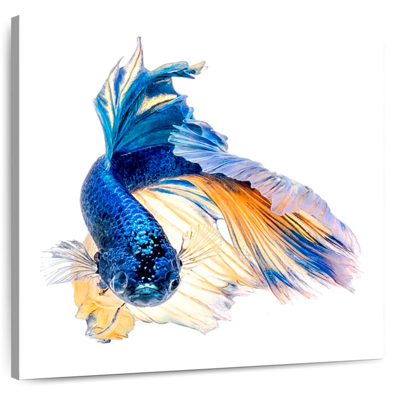 Crowle Halfmoon Betta, 20" H x 20" W