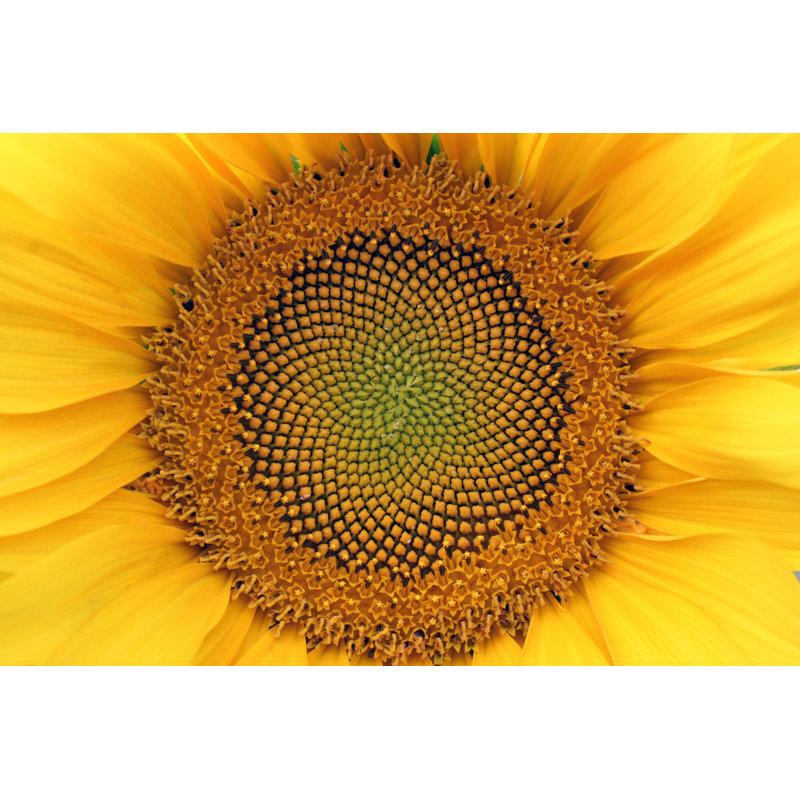 Center Of A Sunflower by Vladacanon - Wrapped Canvas Print, 30cm H x 46cm W